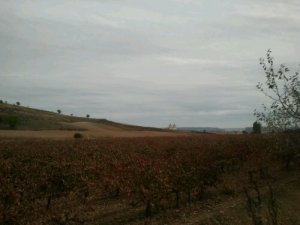 campo de viñas y al fondo Cigales